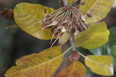 Madhuca longifolia var. latifolia